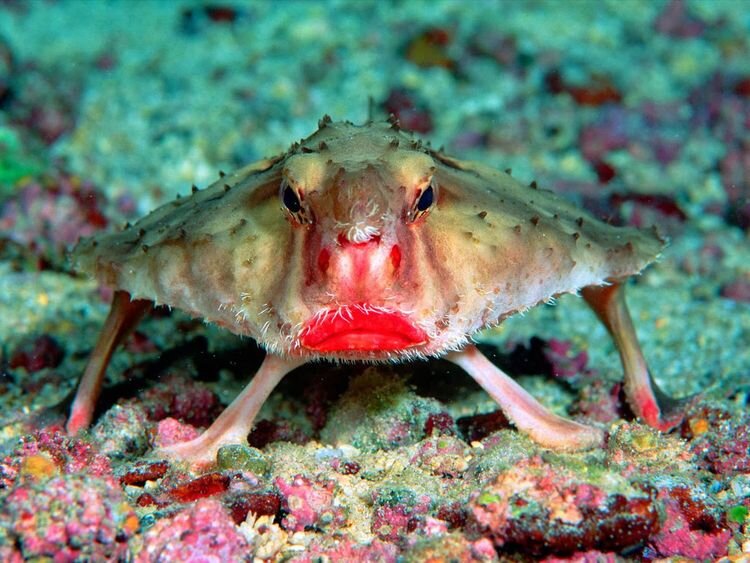 Источник: https://www.theverge.com/2016/6/12/11884594/red-lipped-batfish-verge-animal-review