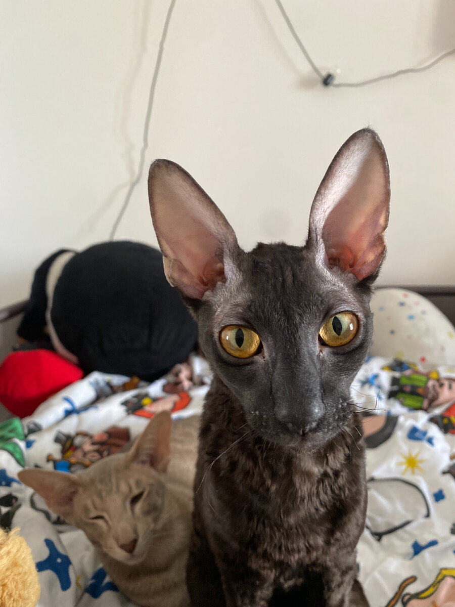 Фото автора. Как - не ветеринар? Самозванка?! )))