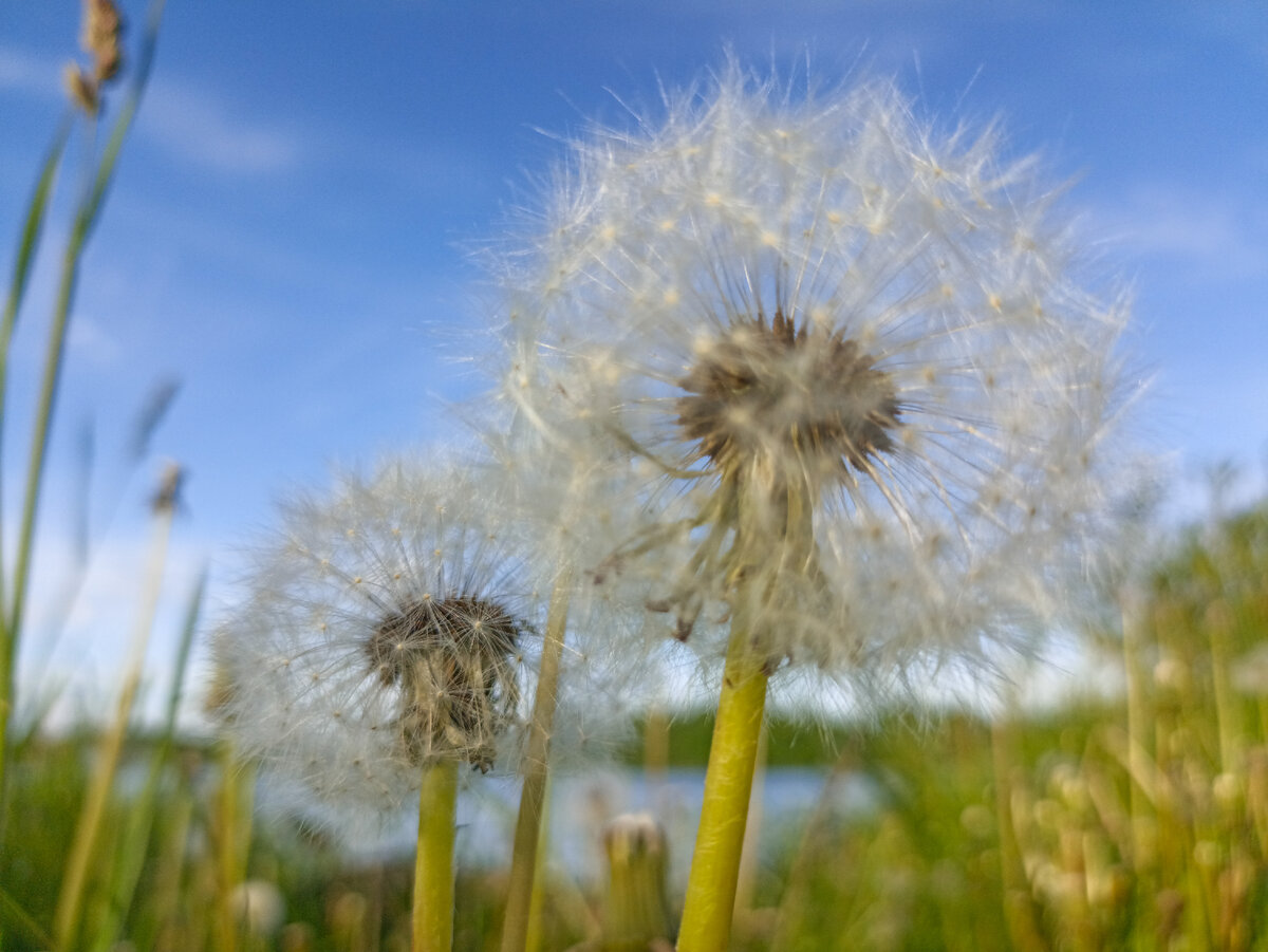 Одуванчики на озере