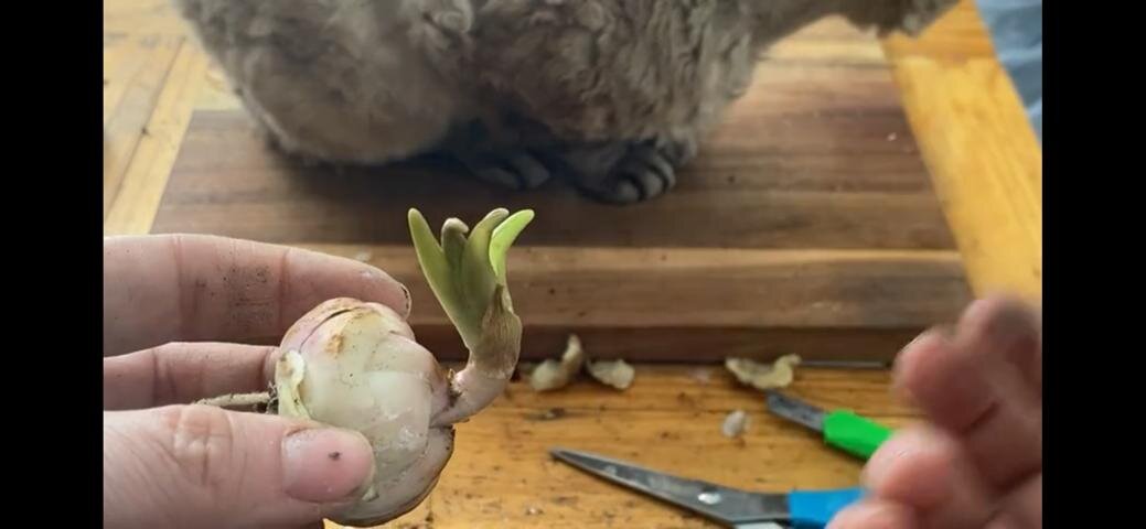 На фото видно как "чубчик" зазеленел и распустил вихры свои)))