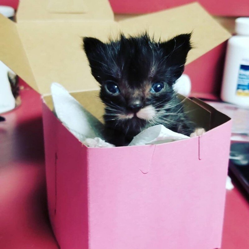 Маленький Фрэнсис