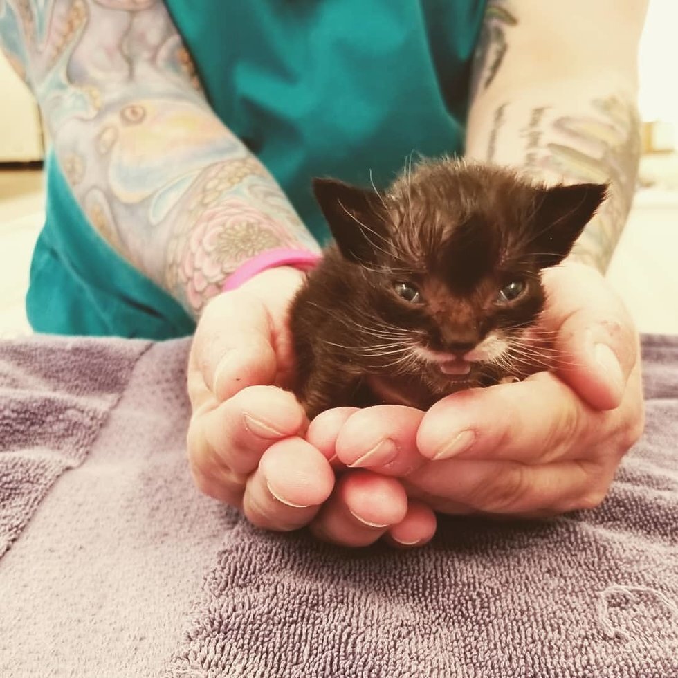 К Эллен, профессиональному ветеринару, поступил котенок в возрасте 3 недель по имени Фрэнсис, которому нужно было оказать медпомощь. Волонтеры увидели, что животное было немного слабее остальных котят.-2