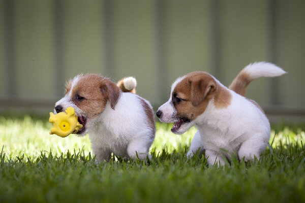    Фото: iStockanimalinfo