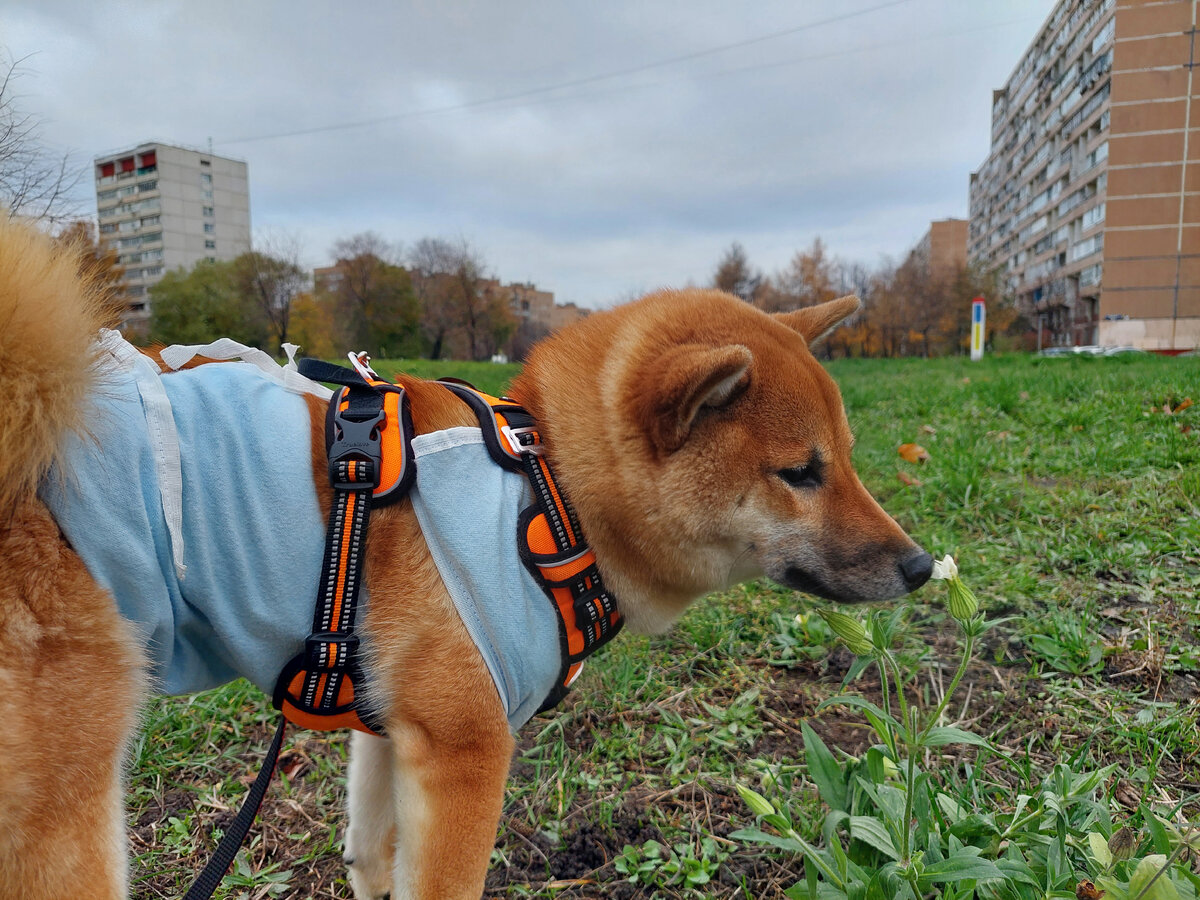 Нюхаем цветочки