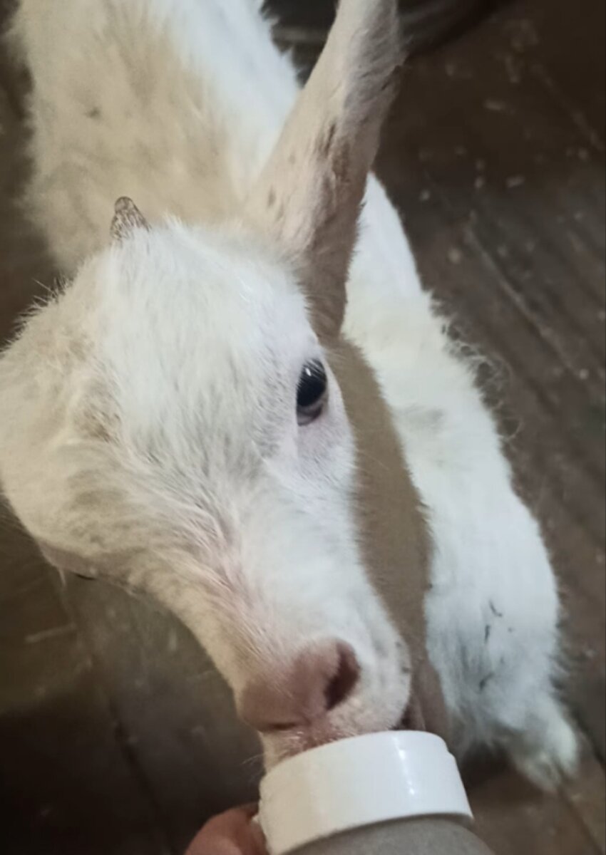 На фото не Ванюша. Тогда у меня был кнопочный телефон, фотографий не осталось, к сожалению.