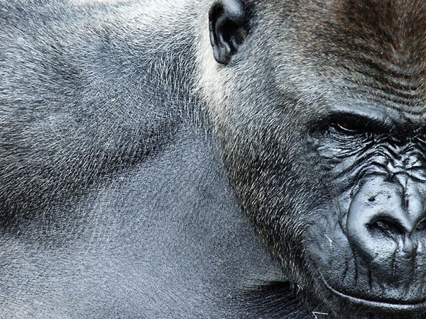 Обилие морщин 