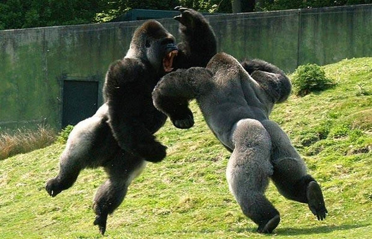 Самец гориллы Харамбе. Горилла танцует. Накаченная горилла. Битва горилл.