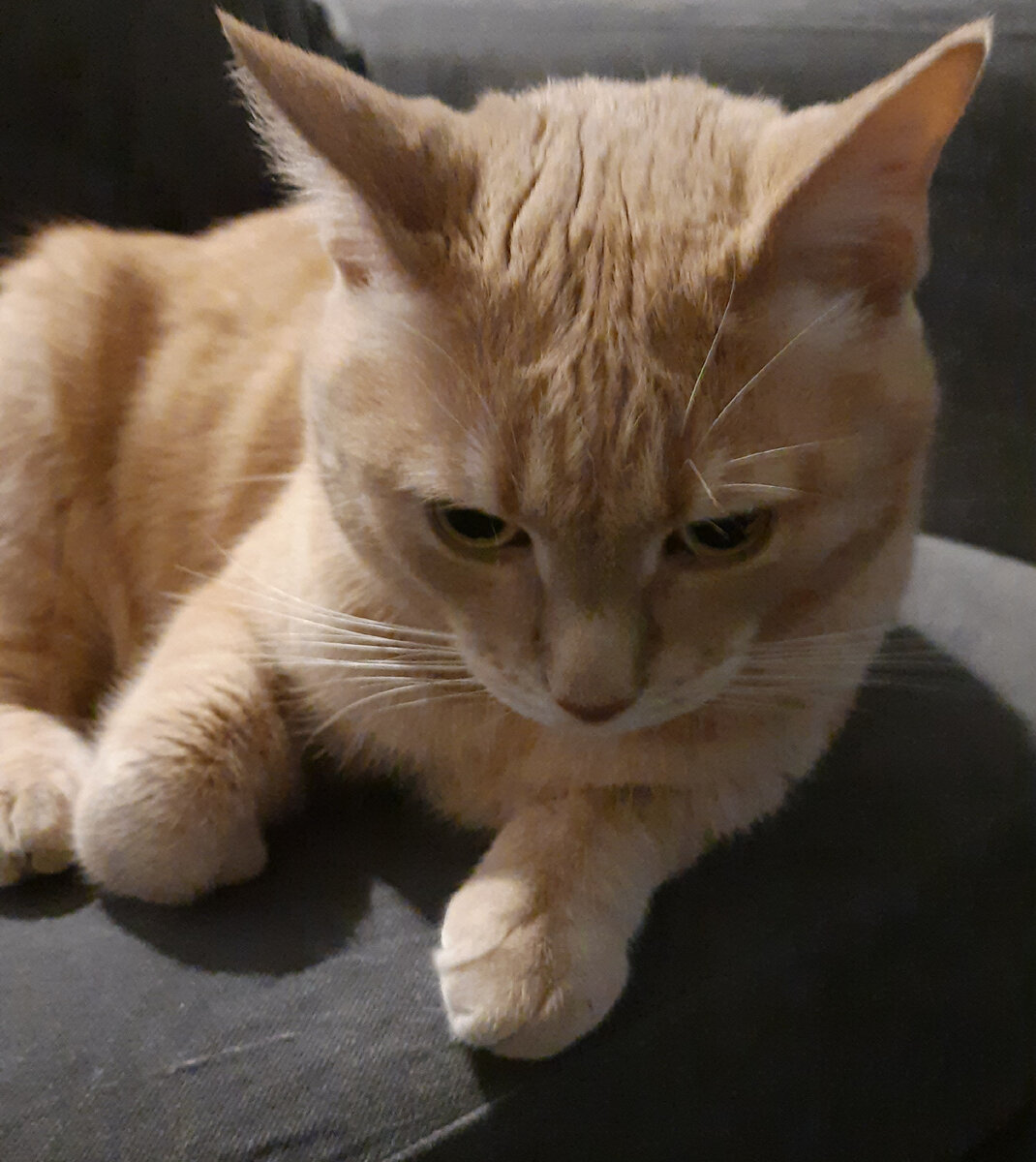 Кошка стилизация рисунок. Кот одной линией. Котик на полях тетради. Кот одной линией. Котики в линию поставь деталь на поле.