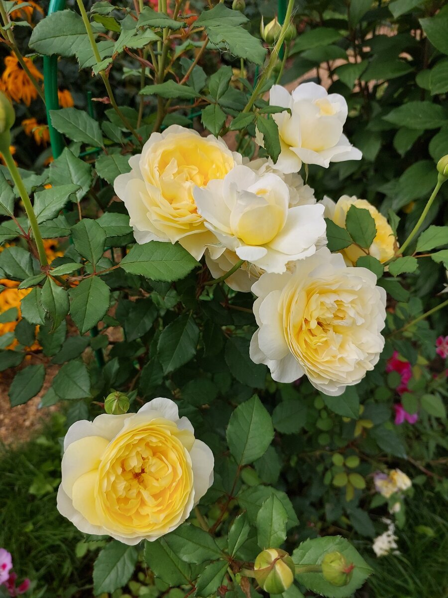 A Complete Guide to Planting Bare-Root Roses English roses, Planting roses, Plan