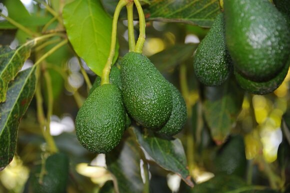 Авокадо