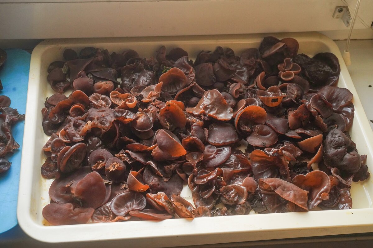 зимний гриб фламмулина. зимой где растет. опята фламмулина. белый мох ягель. тает снег.