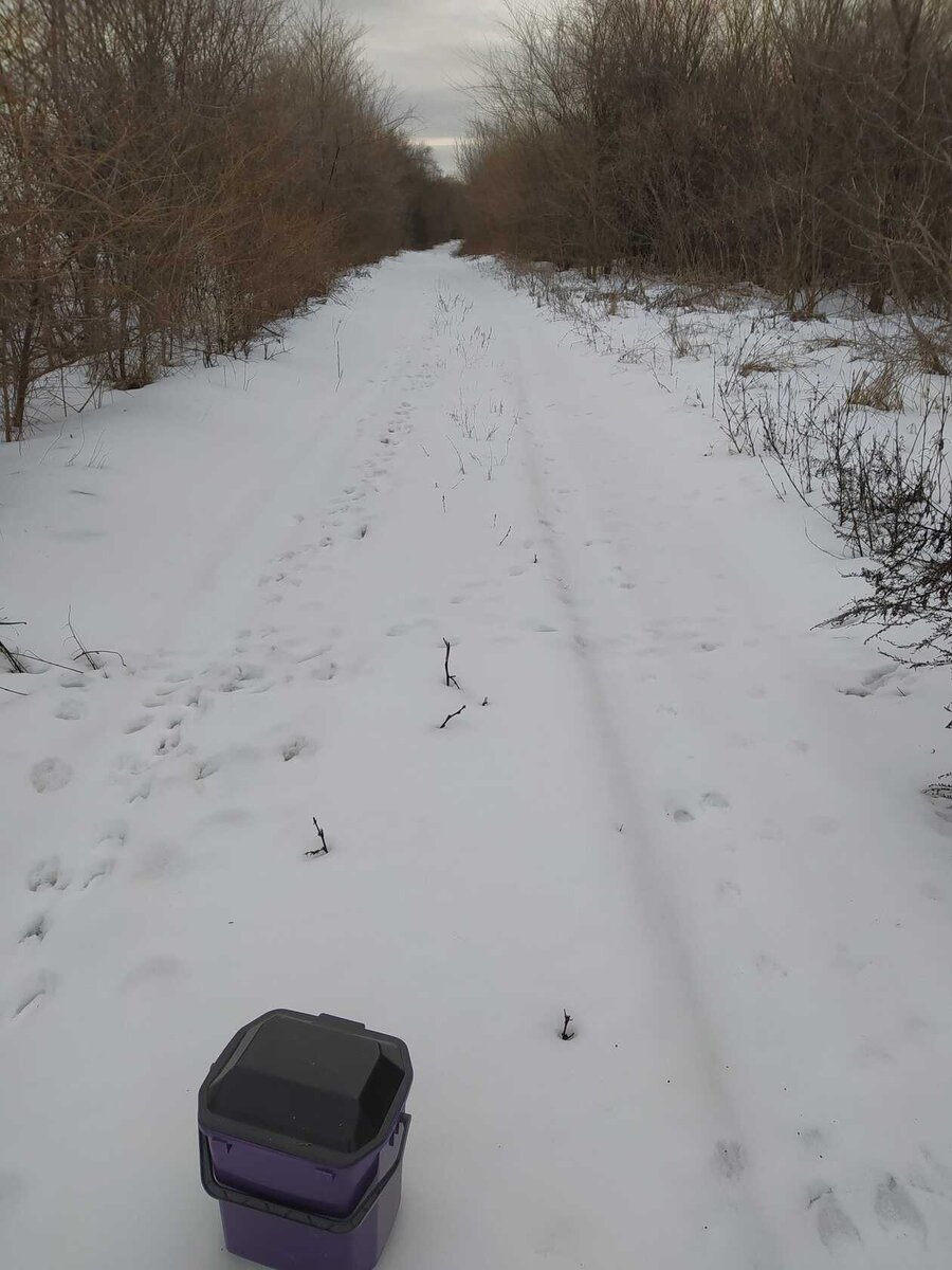 включи где растут. включи где растут. ананас в южной америке. включи где растут. киви дерево.