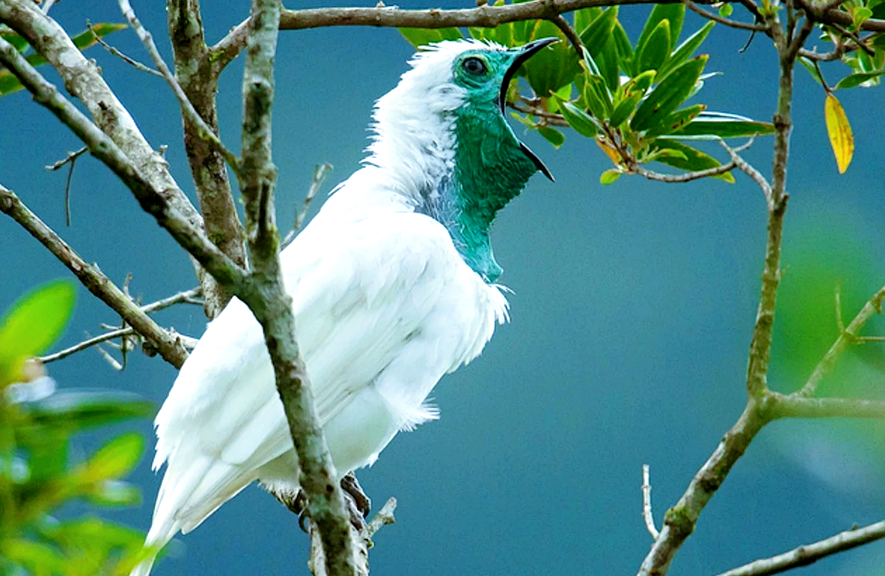 Семейство: котинговые (Cotingidae), Род: Звонари (Procnias). Фото: mavink.com