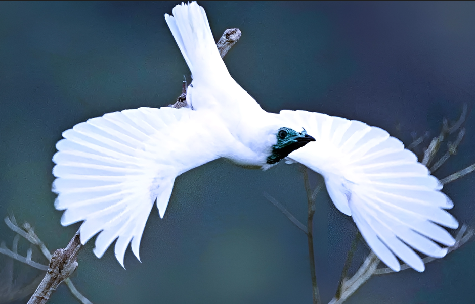 В перерывах между "песнями" нужно успеть покрасоваться. Фото: flickr.com