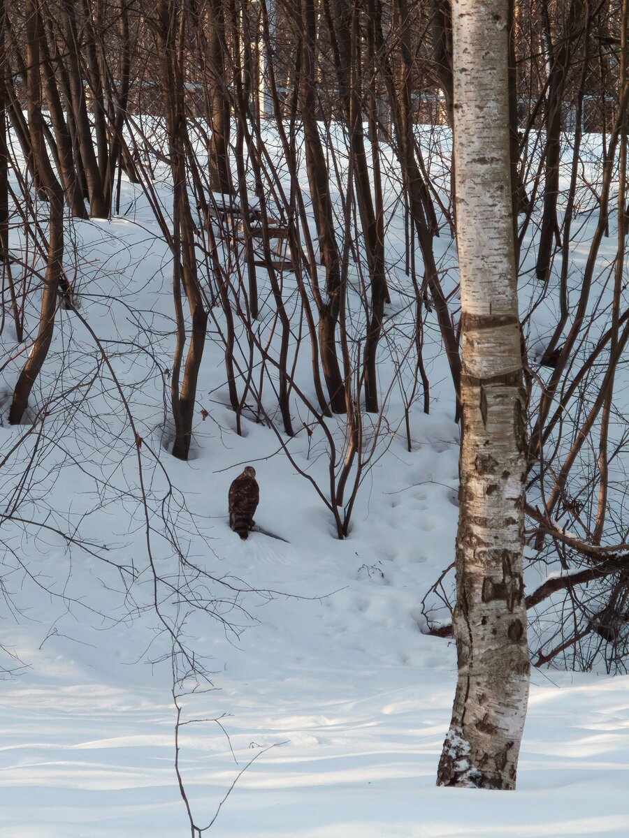 Ястреб-тетеревятник сибирский. Ястреб тетеревятник тайги. Ястреб перепелятник ареал обитания. Птица ястреб тетеревятник. Ястребиные в астрахани.