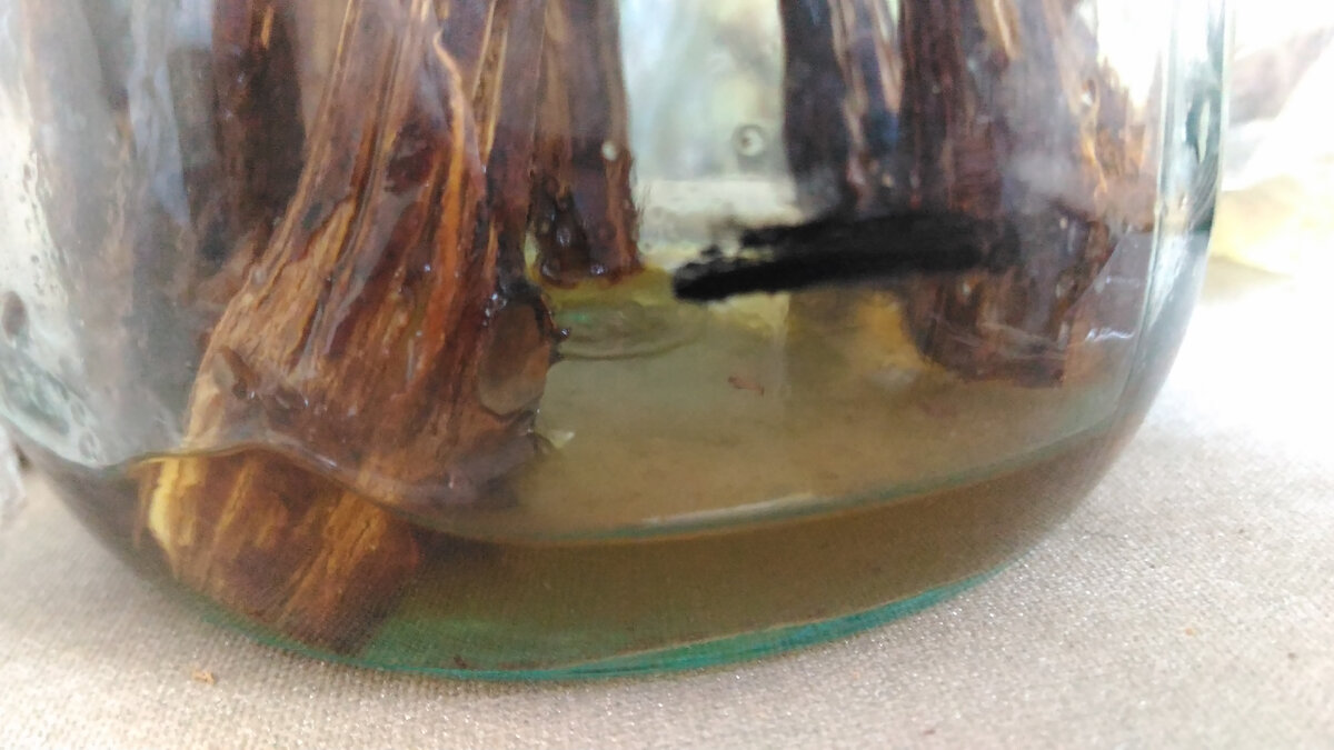 Проращивание черенков винограда на воде. Черным маркером отмечен уровень воды в банке 