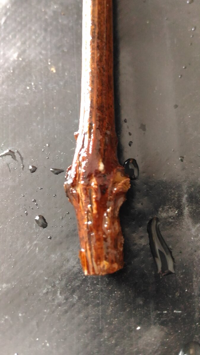 Нижняя часть черенка, длительное время находящегося на проращивании 