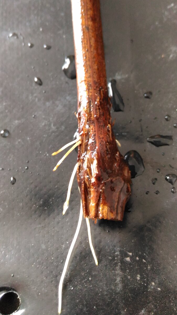 Окоренение черенка винограда на воде 