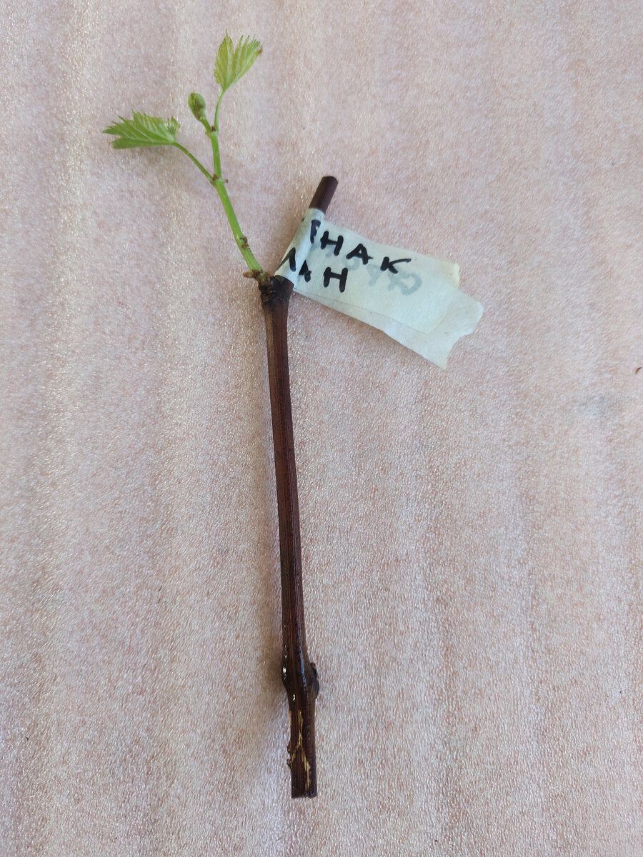 Сегодня на черенке винограда Фронтенак блан удалил нижний глазок и перевёл проращивание корней на следующий узел 