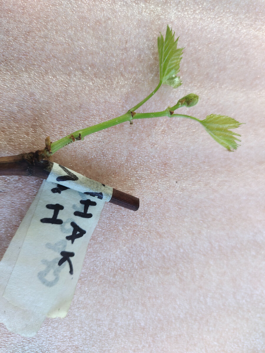 Верхний побег черенка Фронтенак блан 