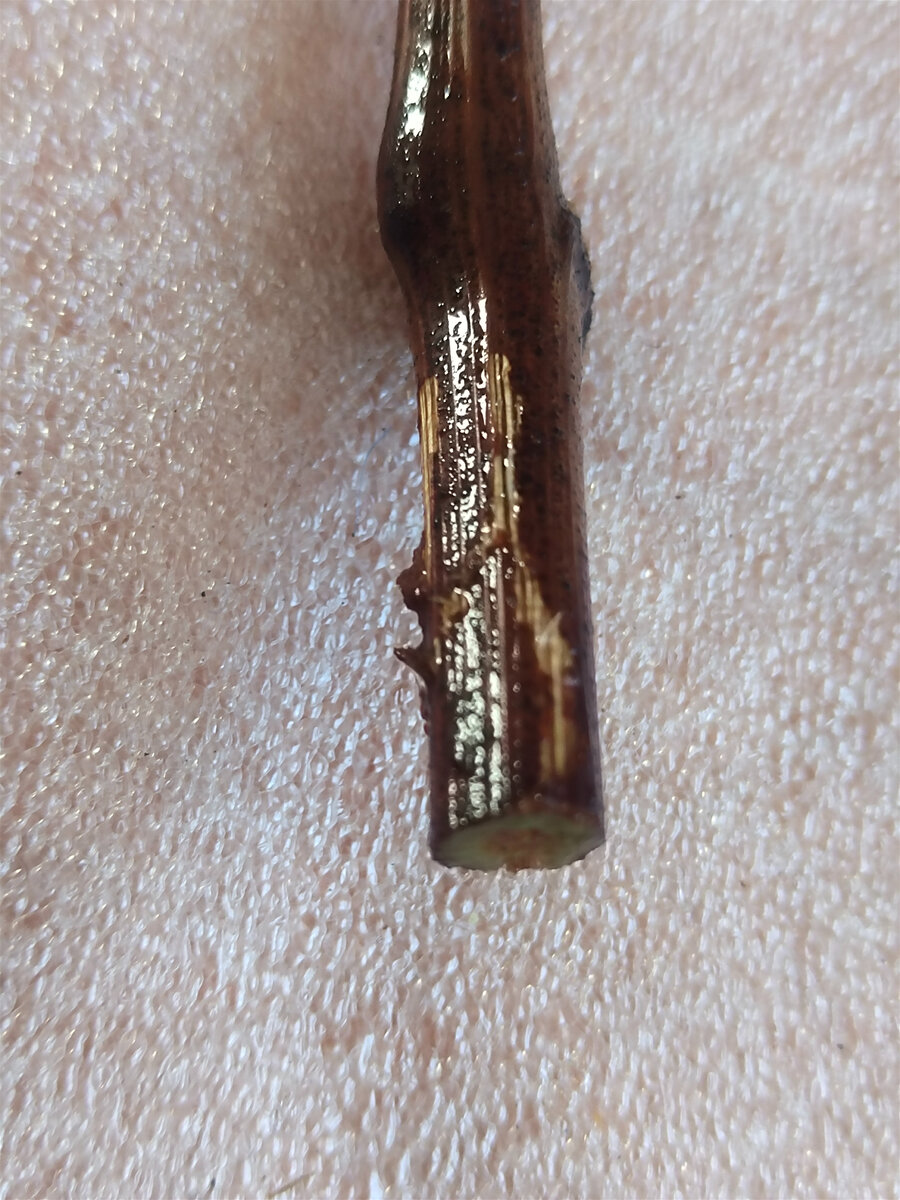 После удаления оставил чуть больше лозы под глазком и пробороздовал 