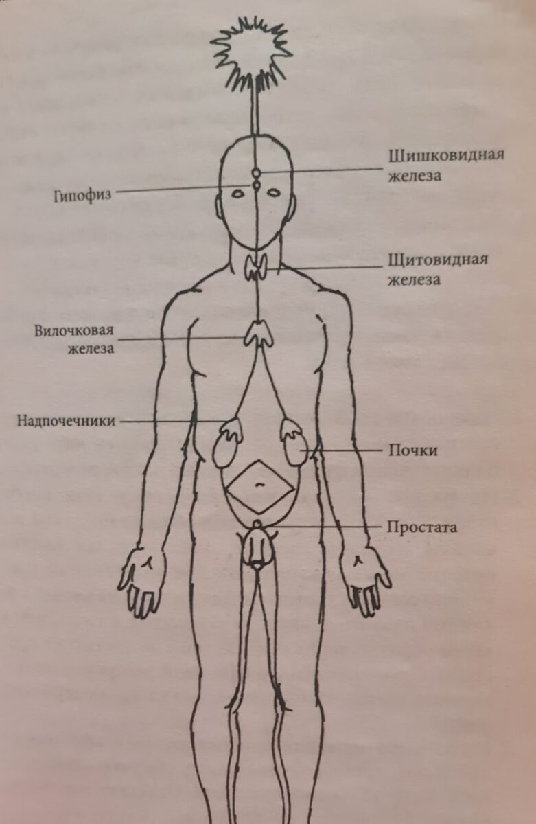МУЖСКИЕ КАНАЛЫ 