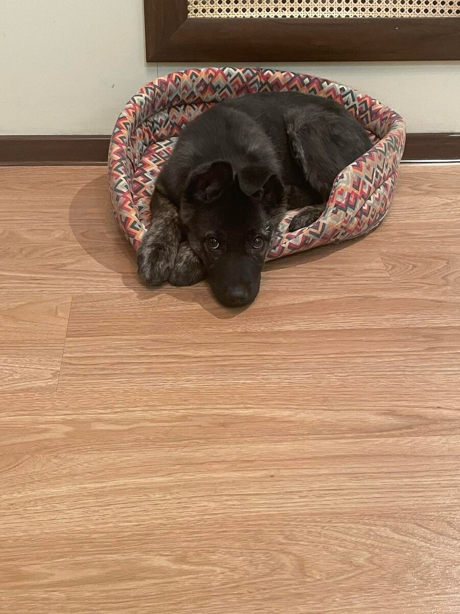 на улице стоят пять домов англичанин живет в красном. задача эйнштейна про 5 домов. загадка про пять домов эйнштейна. загадка эйнштейна про 5 домов условие. на улице пять домов.