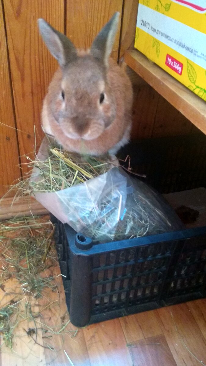 это все еще кролик, а не птичка. Прошу прощения за качество - очень архивное фото