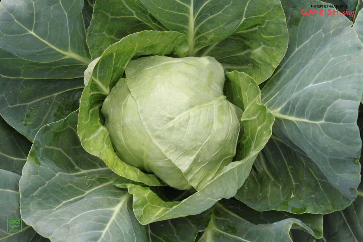 Простая белокочанная капуста – кладезь пользы