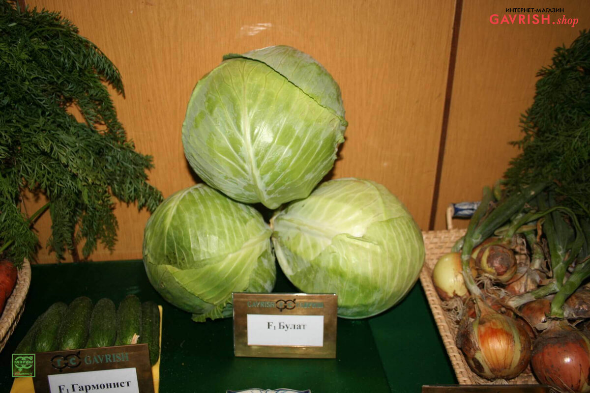 Профессиональная капуста из профсемян Гавриш