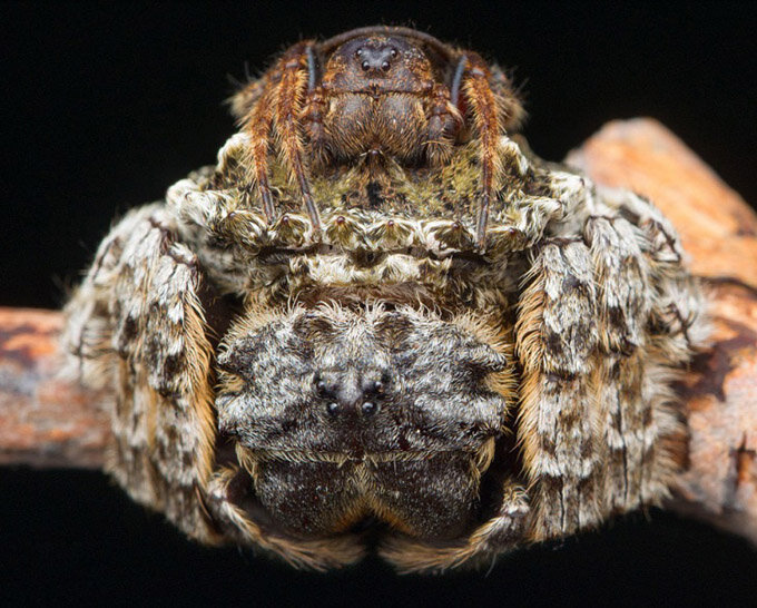 Кругопряды Caerostris sumatrana. 