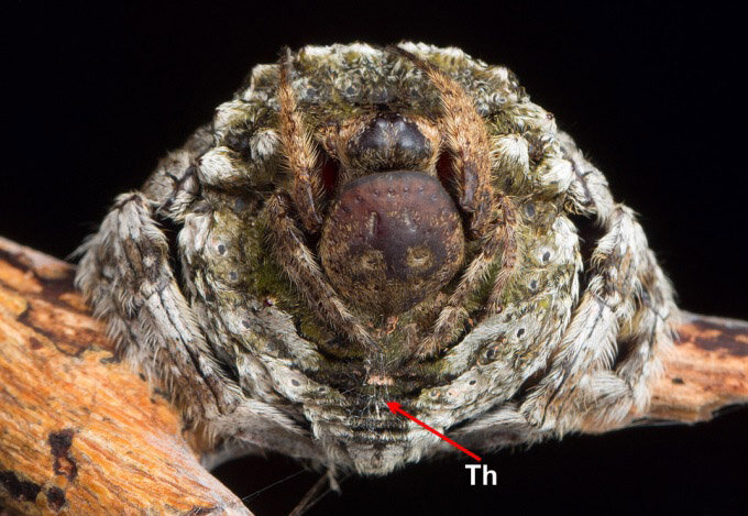 Самец Caerostris sumatrana на самке. Th – прикрепительные паутинные нити. 
