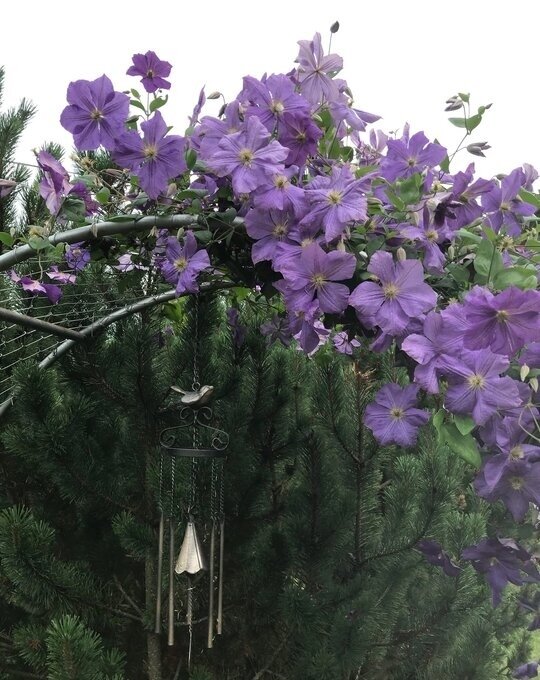 "Виктория". Фотоархив.