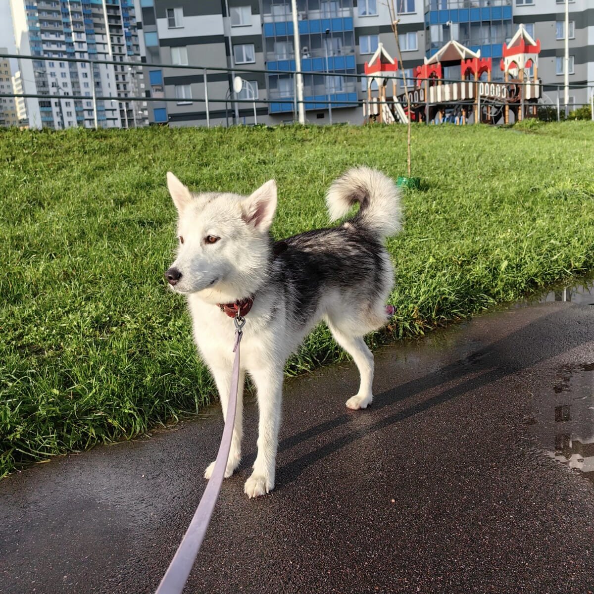что делает собака. собака разгромила квартиру. что делает собака. картинка что делает собака. с какой высоты могут прыгать собаки.