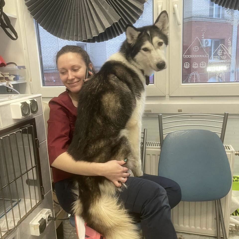 проги собака. что делать собака съела. собака проглотила щенка. если собака проглотила инородный предмет что делать. кости в желудке собаки рентген.