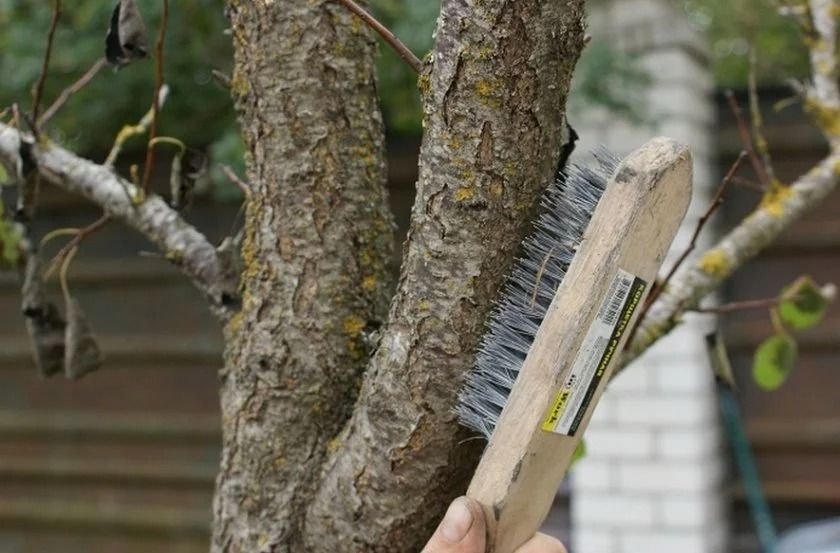 Leider vergessen viele Gärtner, dass der Garten auch im Winter Pflege braucht. Besonders während des Tauwetters lohnt es sich, Obstbäume zu pflegen. Es geht darum, die Rinde richtig zu reinigen.-3