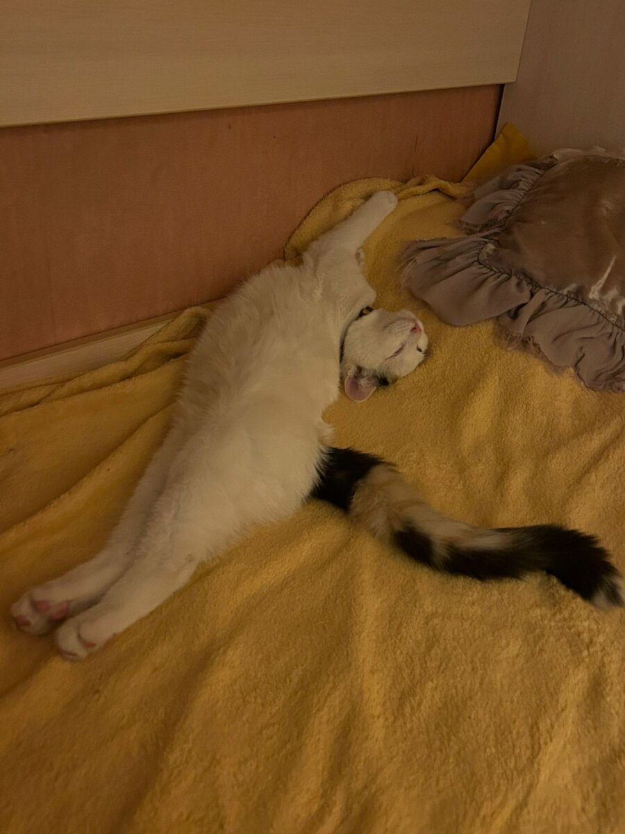 твою кошку. котосиськи. твою кошку. твою кошку. твою кошку.