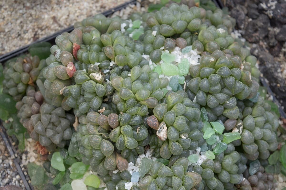 Haworthia cooperi