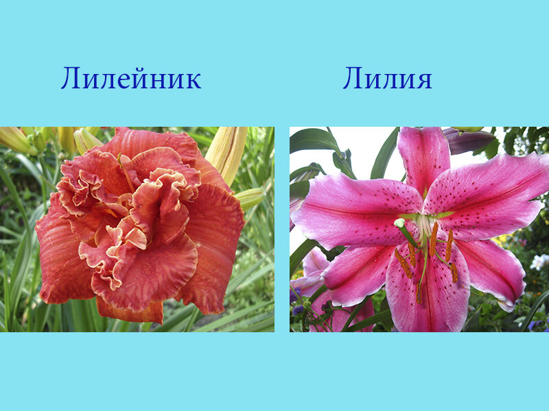 Слева очень красивый Лилейник "Мозес файер", а справа Лилия ОТ-гибрид - моё фото