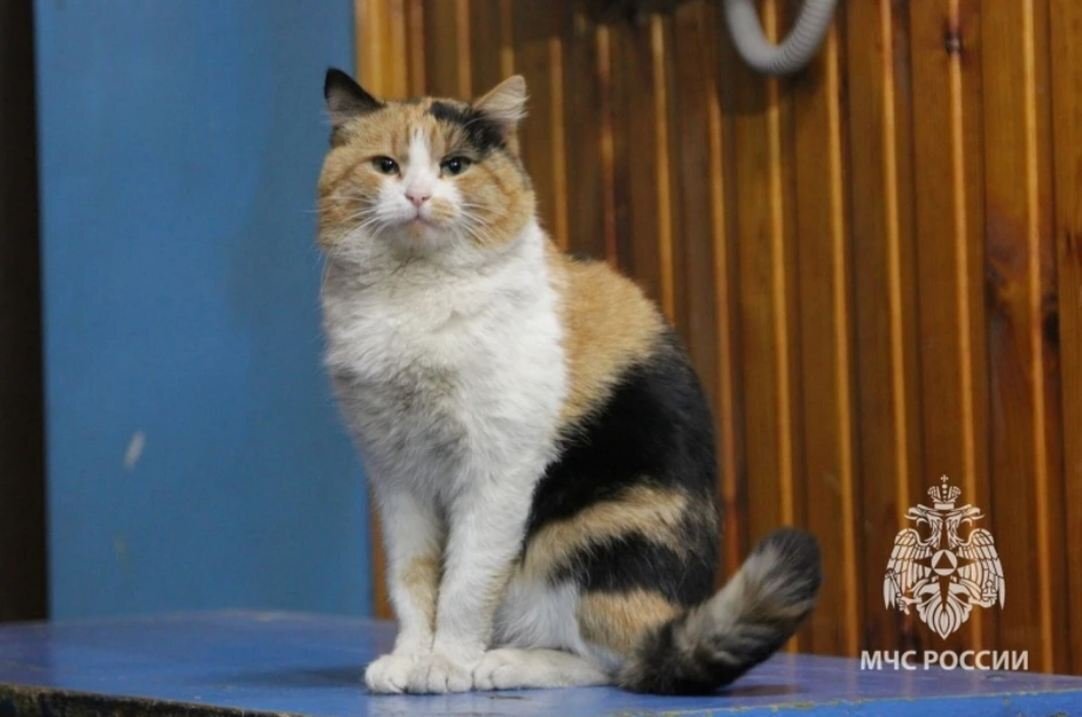 Кот Тушила, фото ГУ МЧС РФ по Нижегородской области 