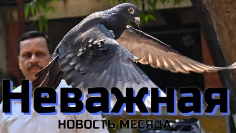 Свобода голубям.