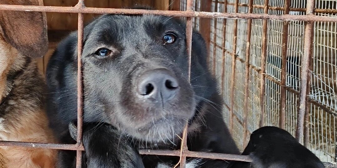 Сахару надо спасать. А то зачахнет в приюте этот редкой красоты цветок