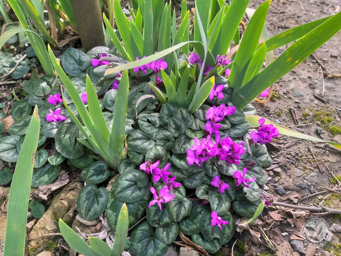 У меня на участке и, полагаю, в близлежащих лесах пик цветения Цикламена косского