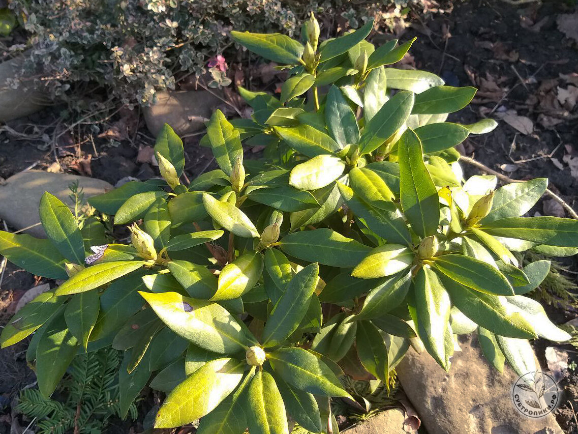 Рододендрон Канингемс Вайт (Cunningham’s White) и его наливающиеся силой цветочные почки