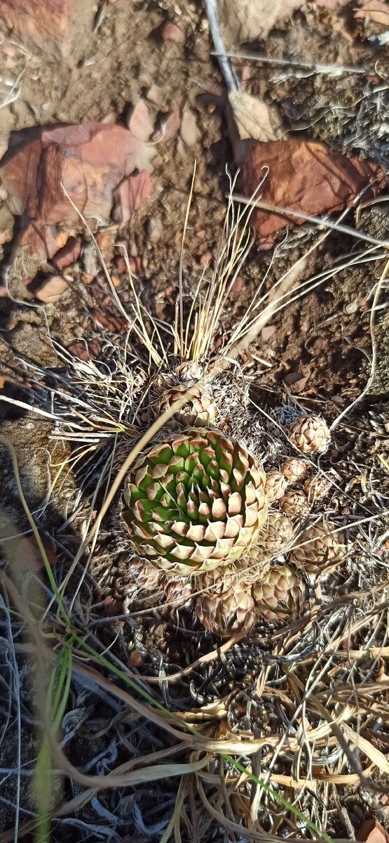 Молодило. Материнская пальма. 