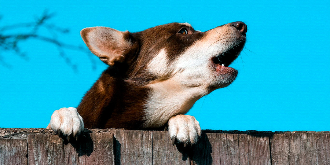 Савельевский хутор