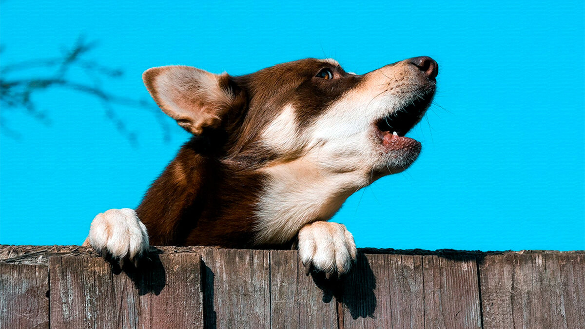 источник фото: s0.rbk.ru