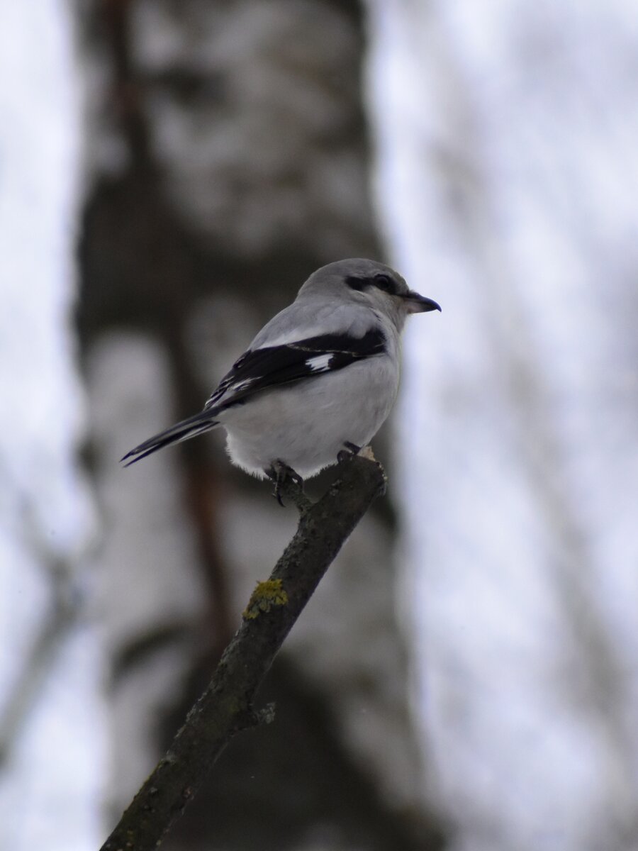 Серый сорокопут.  Фото автора 