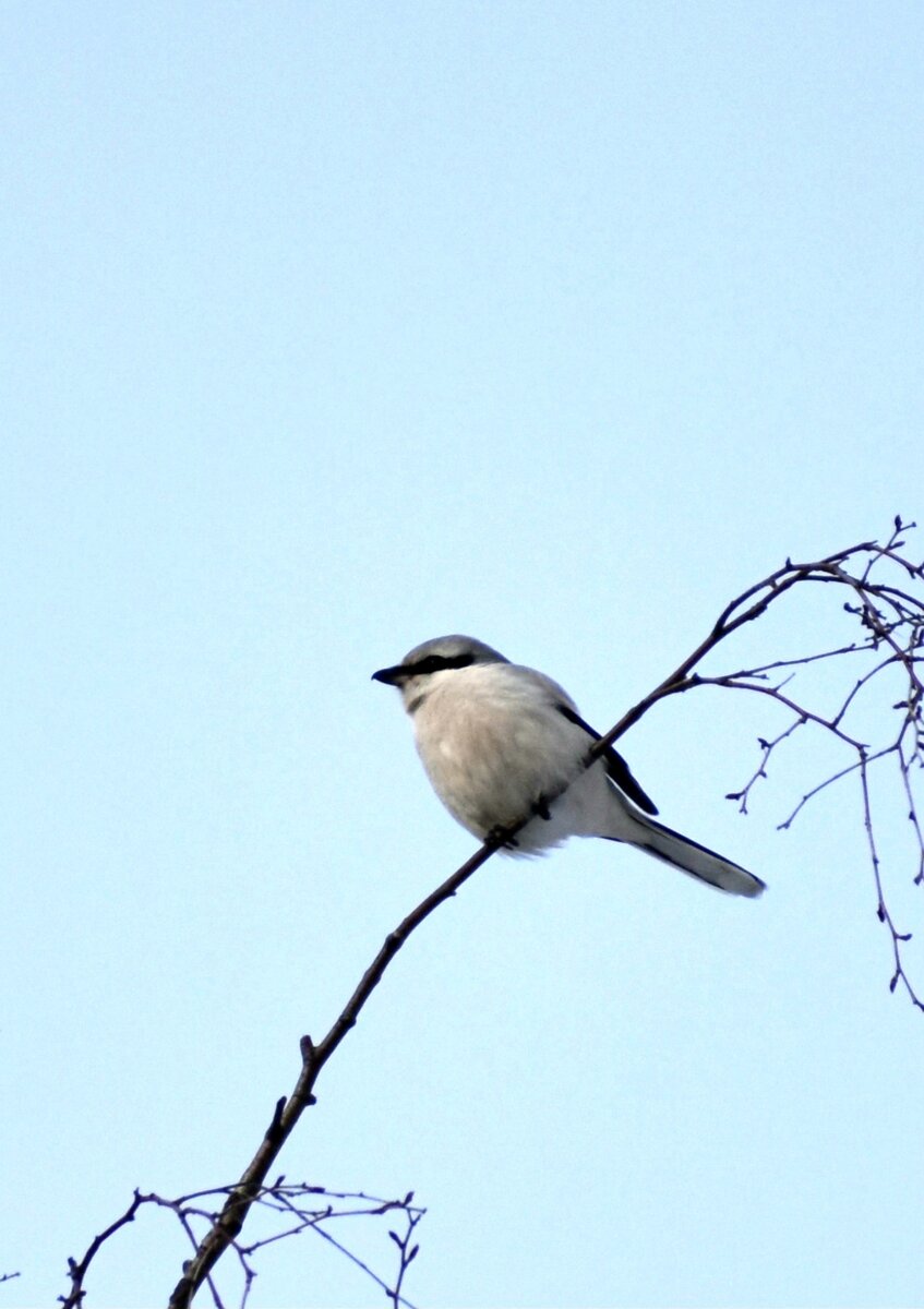 В процессе выбора жертвы. Фото автора. 