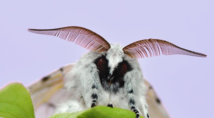    Секреты из прошлого: как наши бабушки боролись с молью? Фото: по лицензии PxHere